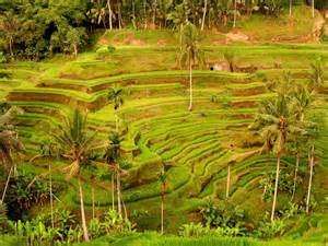 Kebutuhan Air Di Petak Sawah (Need Field Requiretment – NFR)